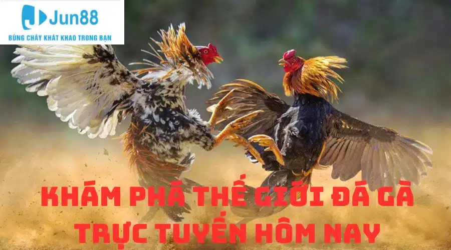 Đá Gà Trực Tuyến Hôm Nay - Xem Trực Tiếp Nóng Hổi Tại Jun88